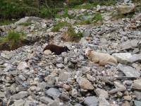 Youri - Ecrins 2005 316